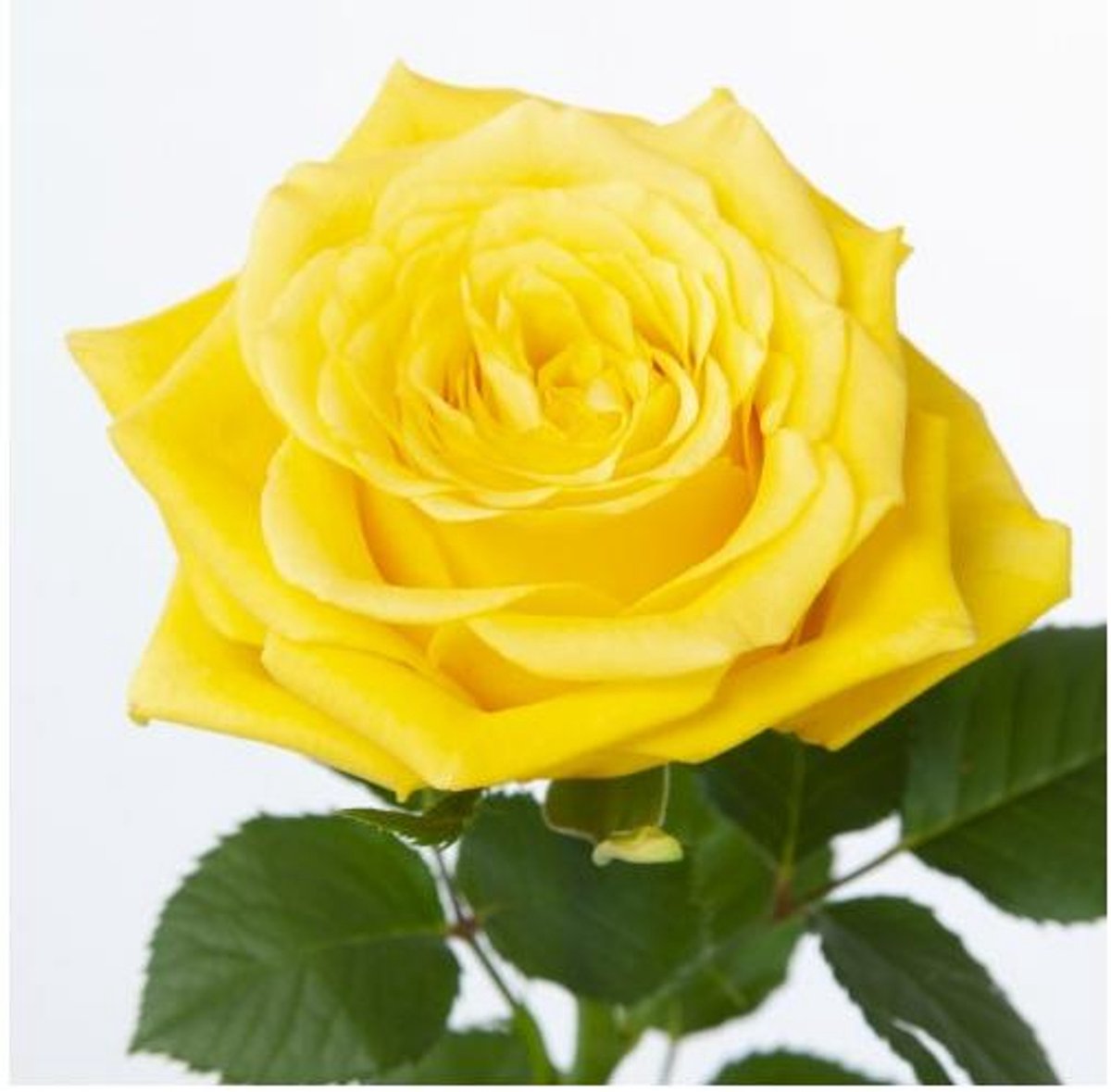 10x Rosa moonwalk 50cm