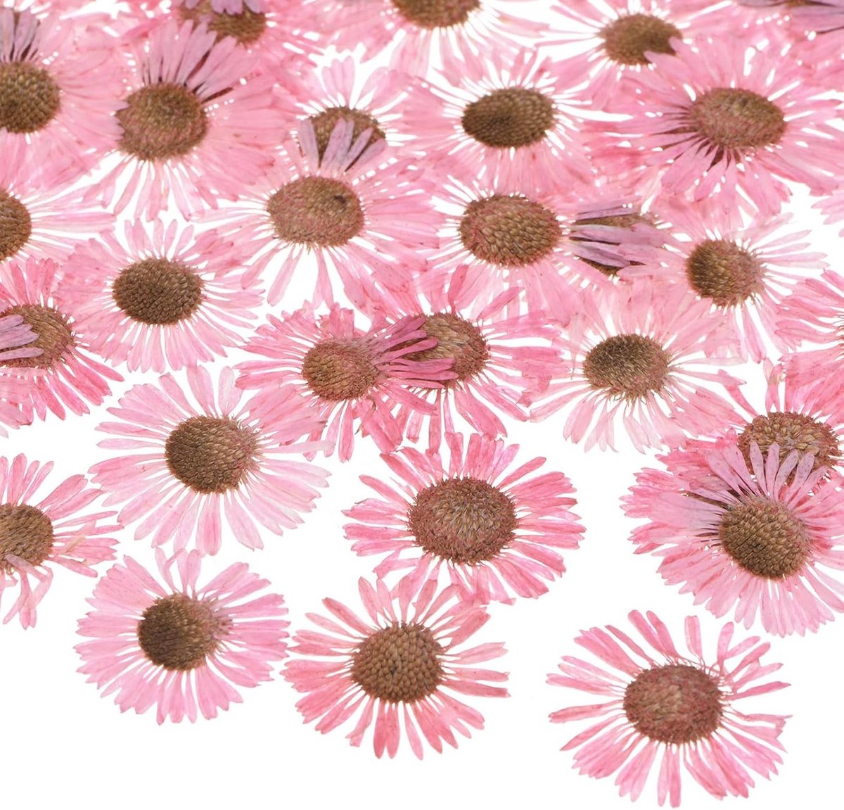 12 Pack Gedroogde Persbloemen voor Hars, Natuurlijke Bloemen voor Creatieve Projecten, Scrapbooking en Kaarsen maken