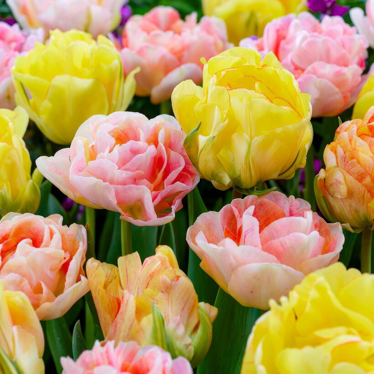 Tulpen Bloembollen Winterhard - Pastel Mix - 25 stuks - Meerkleurig - Bloem Bollen Mix - Tulpenbollen Meerjarig