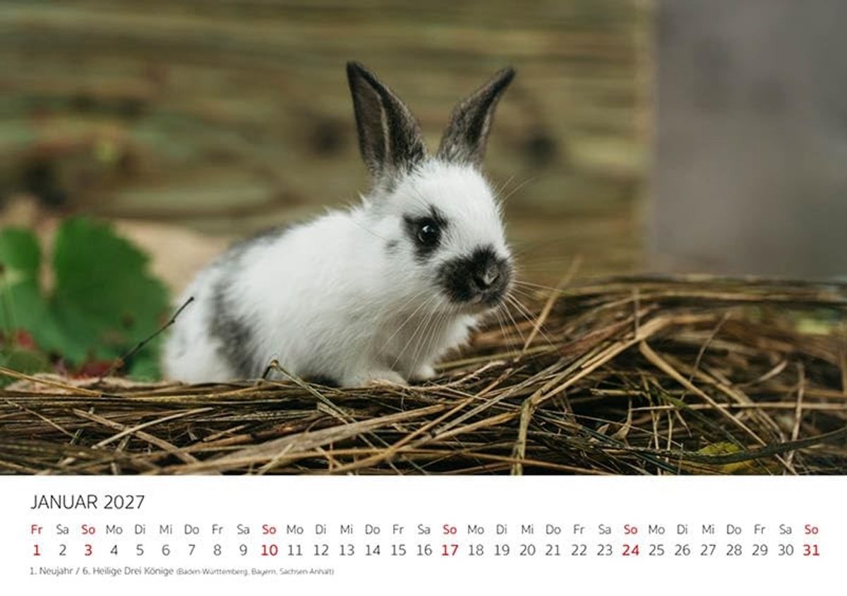 Elzusha - Premium Wandkalender 2027 met Hazen - A5