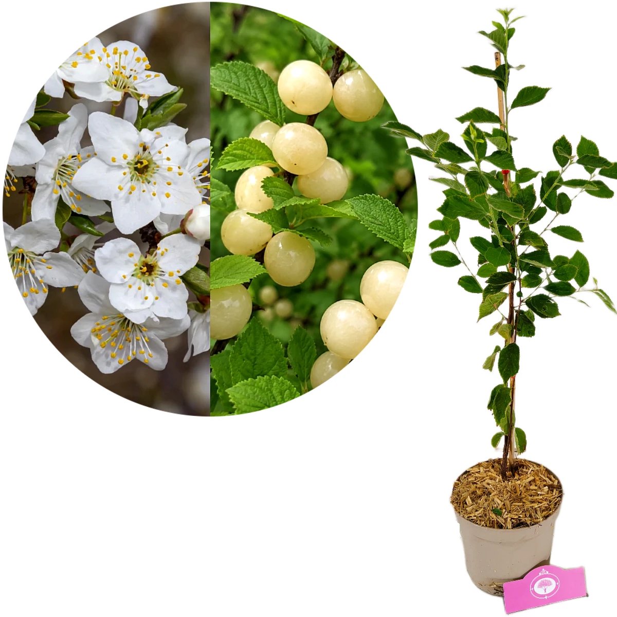 Prunus tomentosa 'White Ninja', Witte kers, Hoogte 60-80cm, 2 liter pot