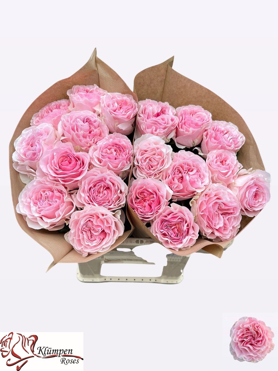 10x Rosa neruda gardens! 50cm