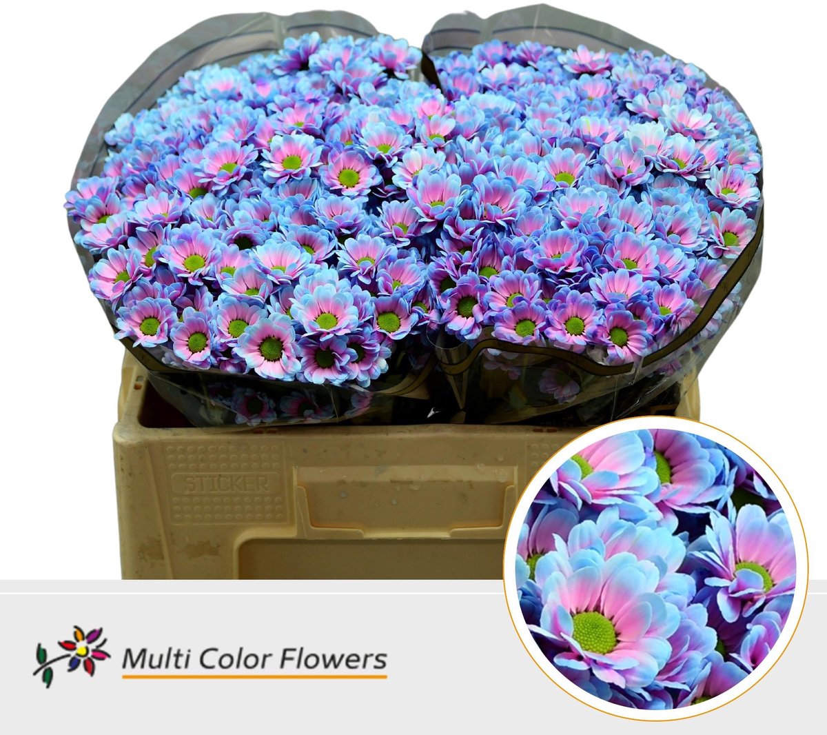 50x Chrysant san. bowie 50cm