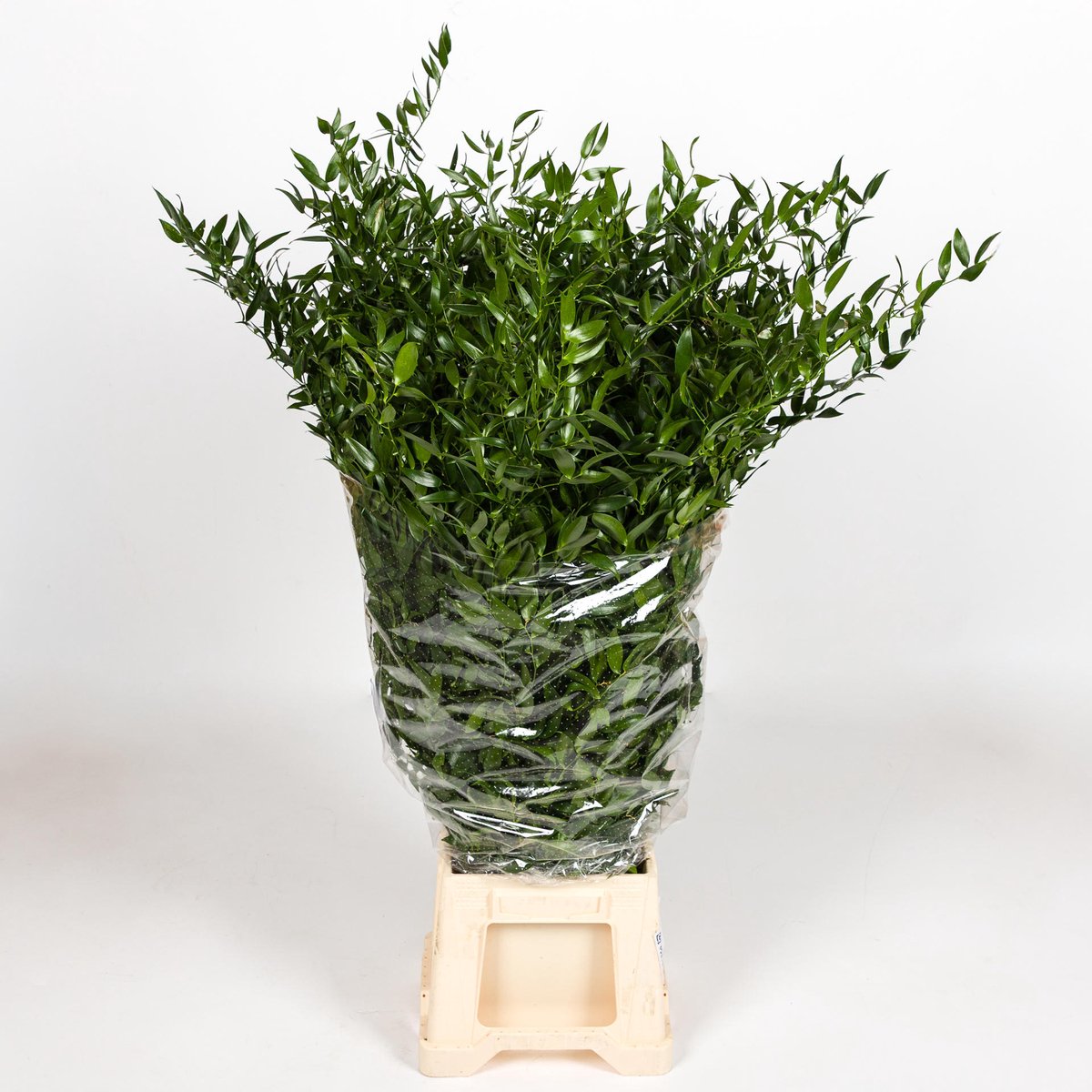 5x Sg ruscus it 80cm