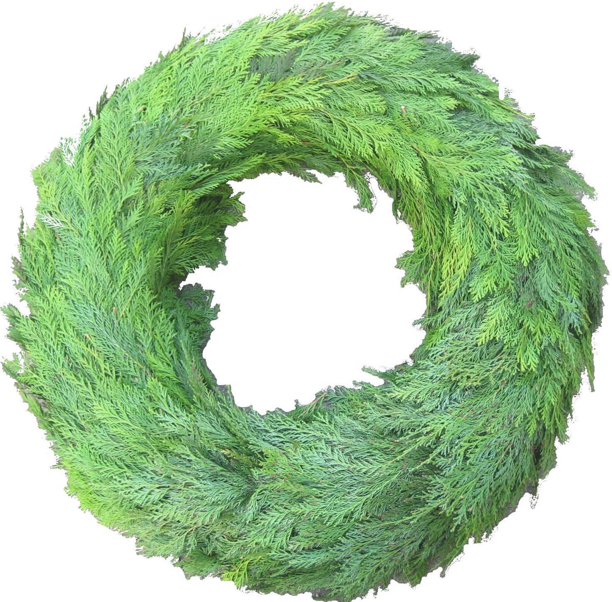 1x Sg rouwkrans thuja 60cm