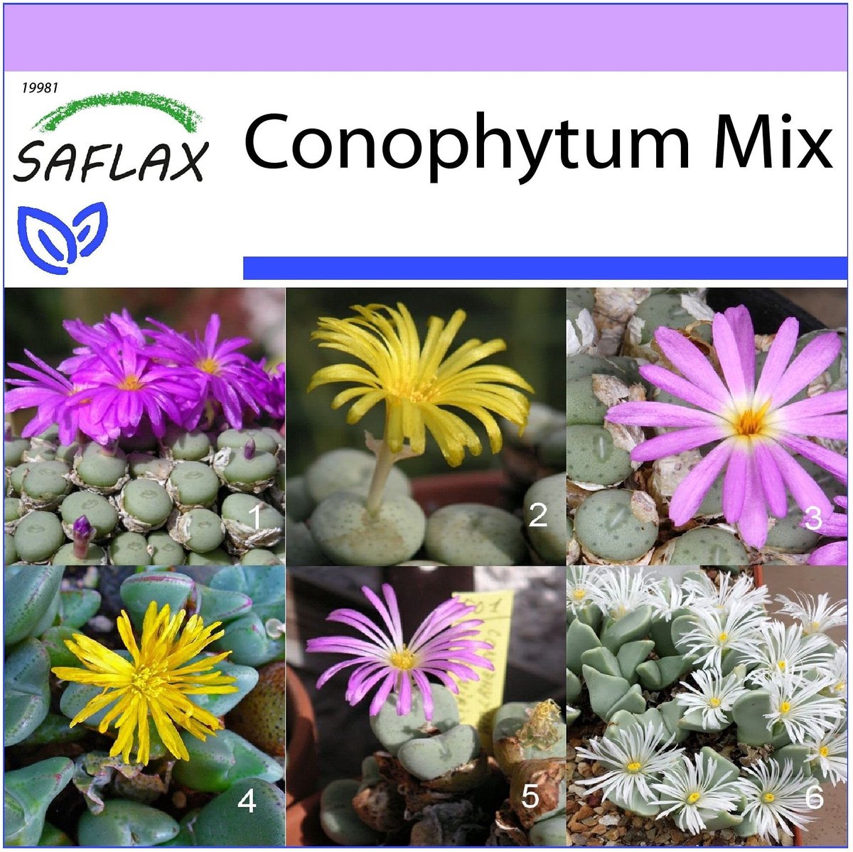 Elzusha - Succulenten - Conophytum Mix - 40 Zaden