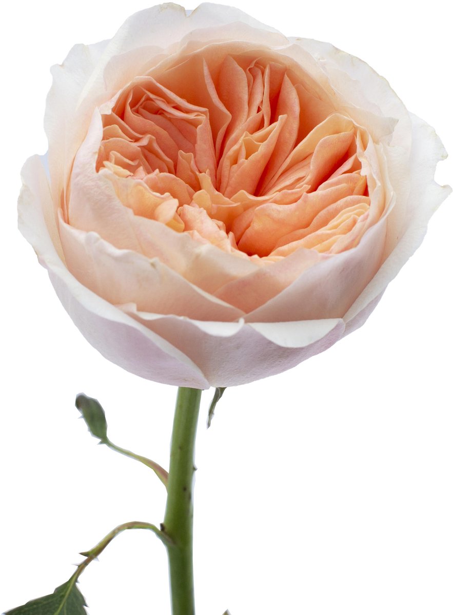 24x Rosa david austin juliet 50cm