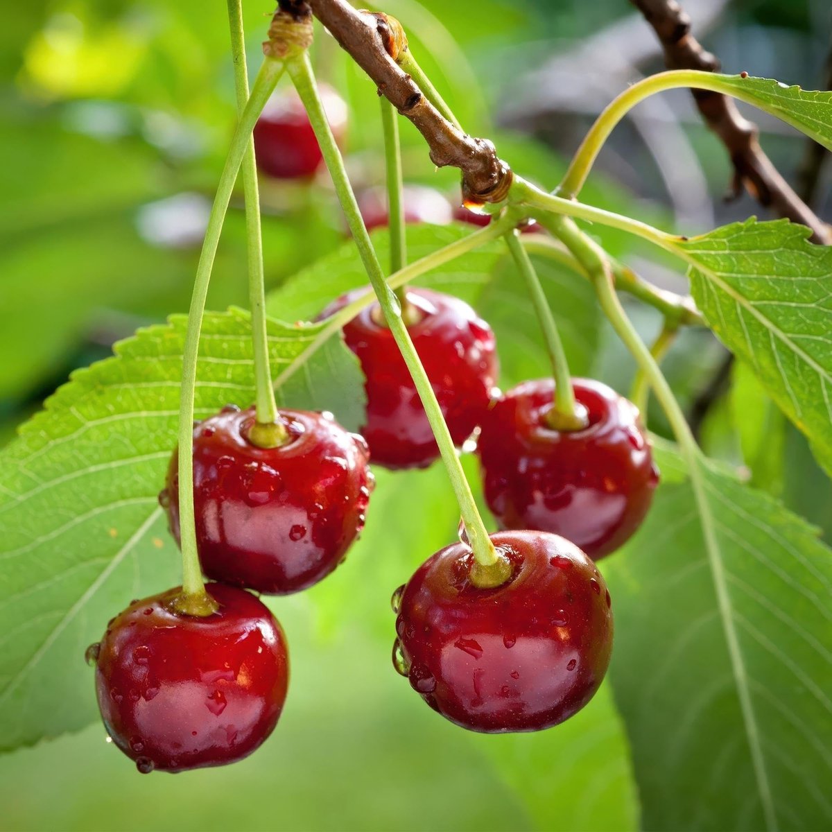 Solidchoice - Prunus Avium Regina Kersenboom in Pot 21 cm