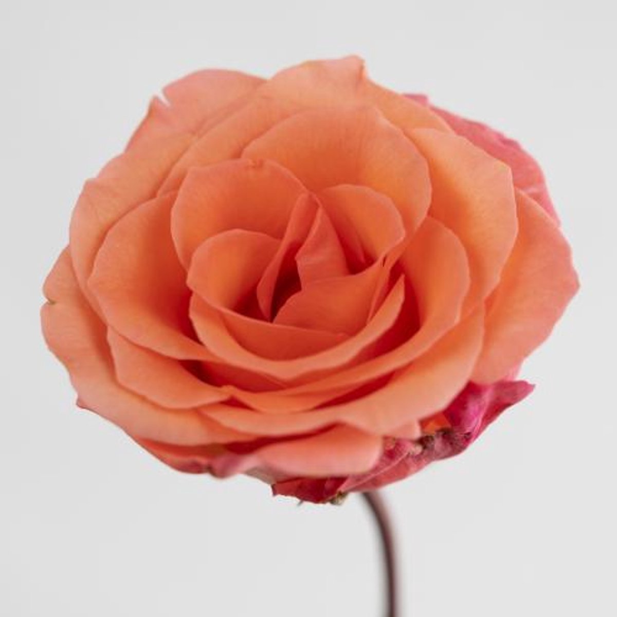 10x Rosa unicorn 50cm