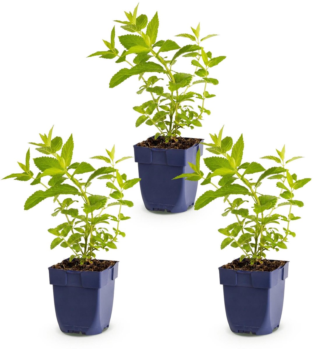 Green boutiQ - Vasteplant - Nepeta sib. Wild Orchid - Kattenkruid - Bijen en Vlinderlokkers - Roze - 3 Planten - Pot 11cm - Hoogte 15-25cm