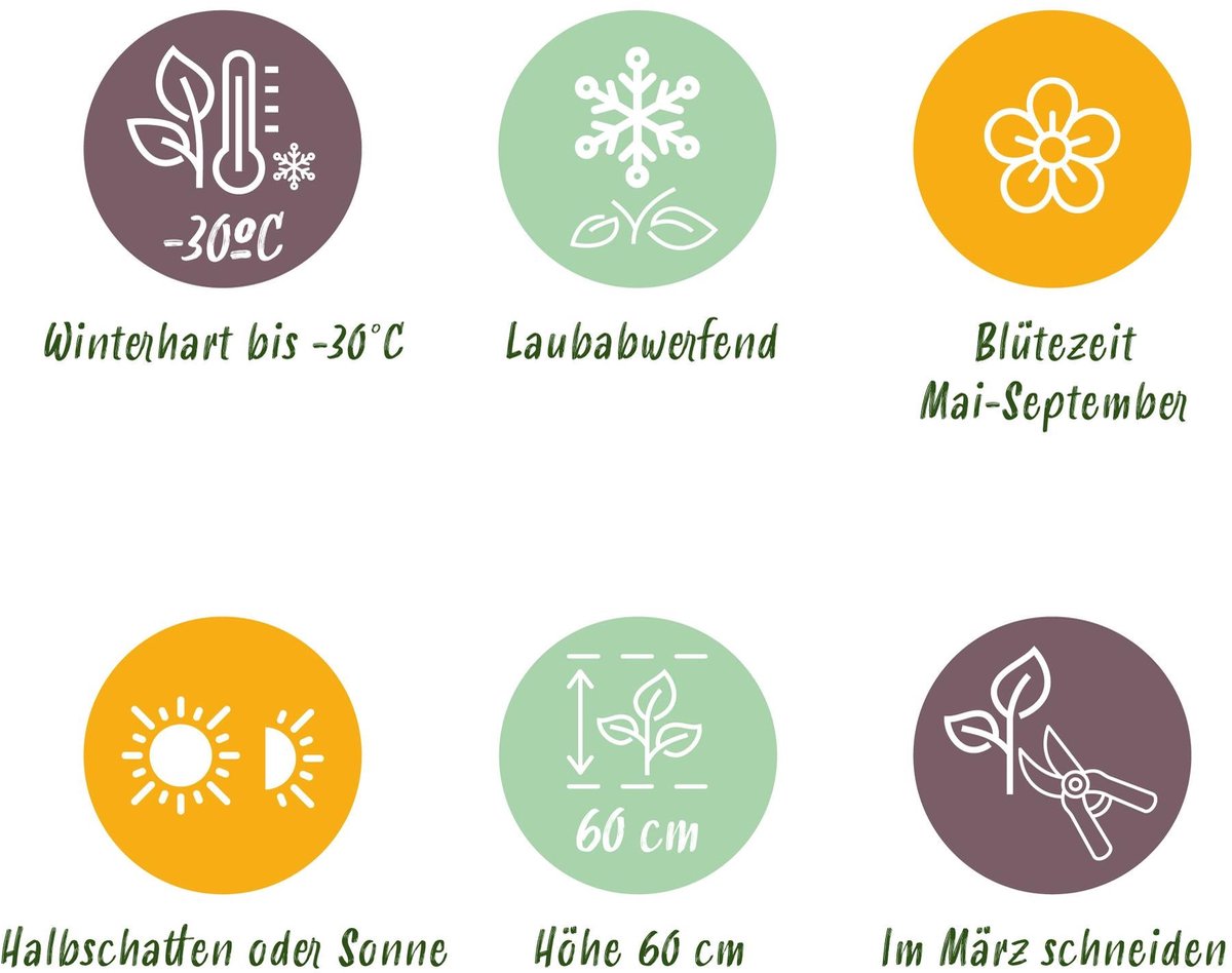 Green boutiQ - Vasteplant - Nepeta sib. Wild Orchid - Kattenkruid - Bijen en Vlinderlokkers - Roze - 24 Planten - Pot 11cm - Hoogte 15-25cm