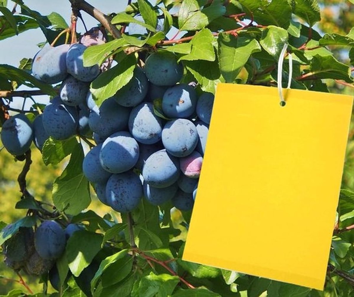 Verpakking met 60 gele platen van 20 cm bij 15 cm - Bescherming tegen schimmels, muggen en vliegend ongedierte - Insectenvrije lijmval