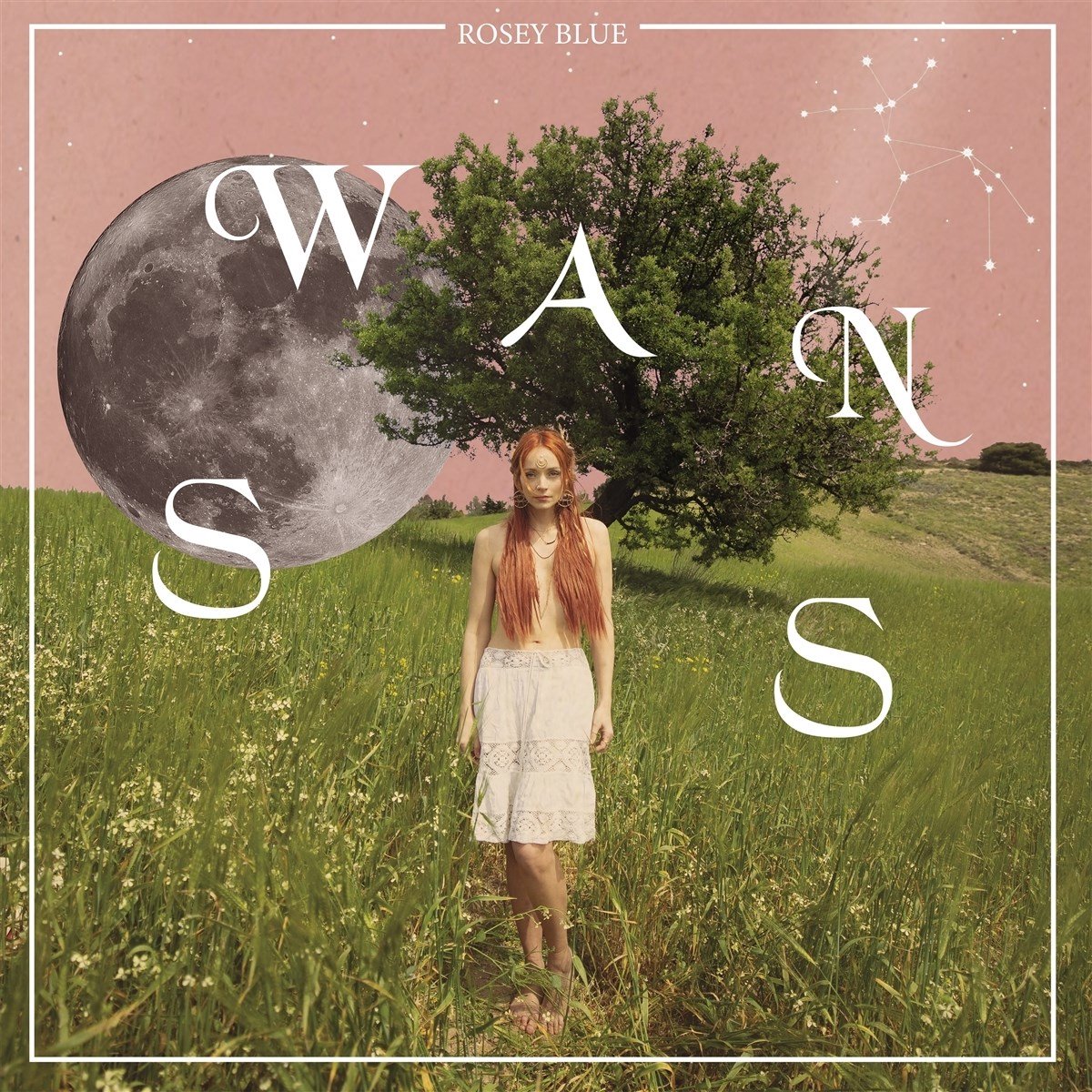 Rosey Blue - Swans