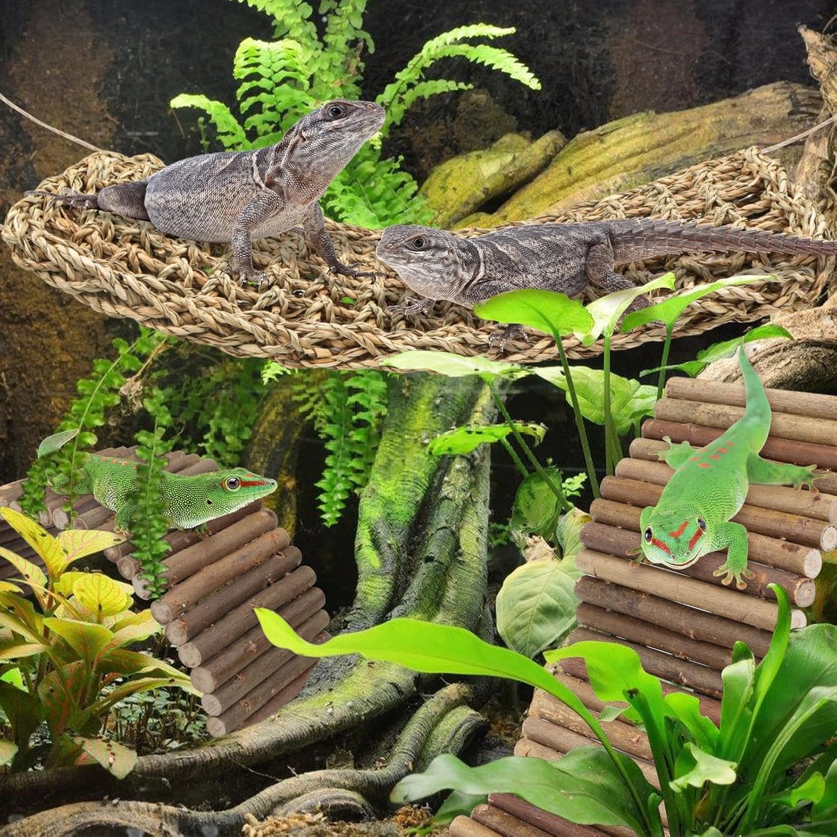 Set van 3 accessoires voor aquarium met baarddraak - Natuurlijke zeegras hangmat en opvouwbare brug van natuurlijk hout voor klimmen, heremietkreeft, hagedis, muis, spin, schildpad, slang