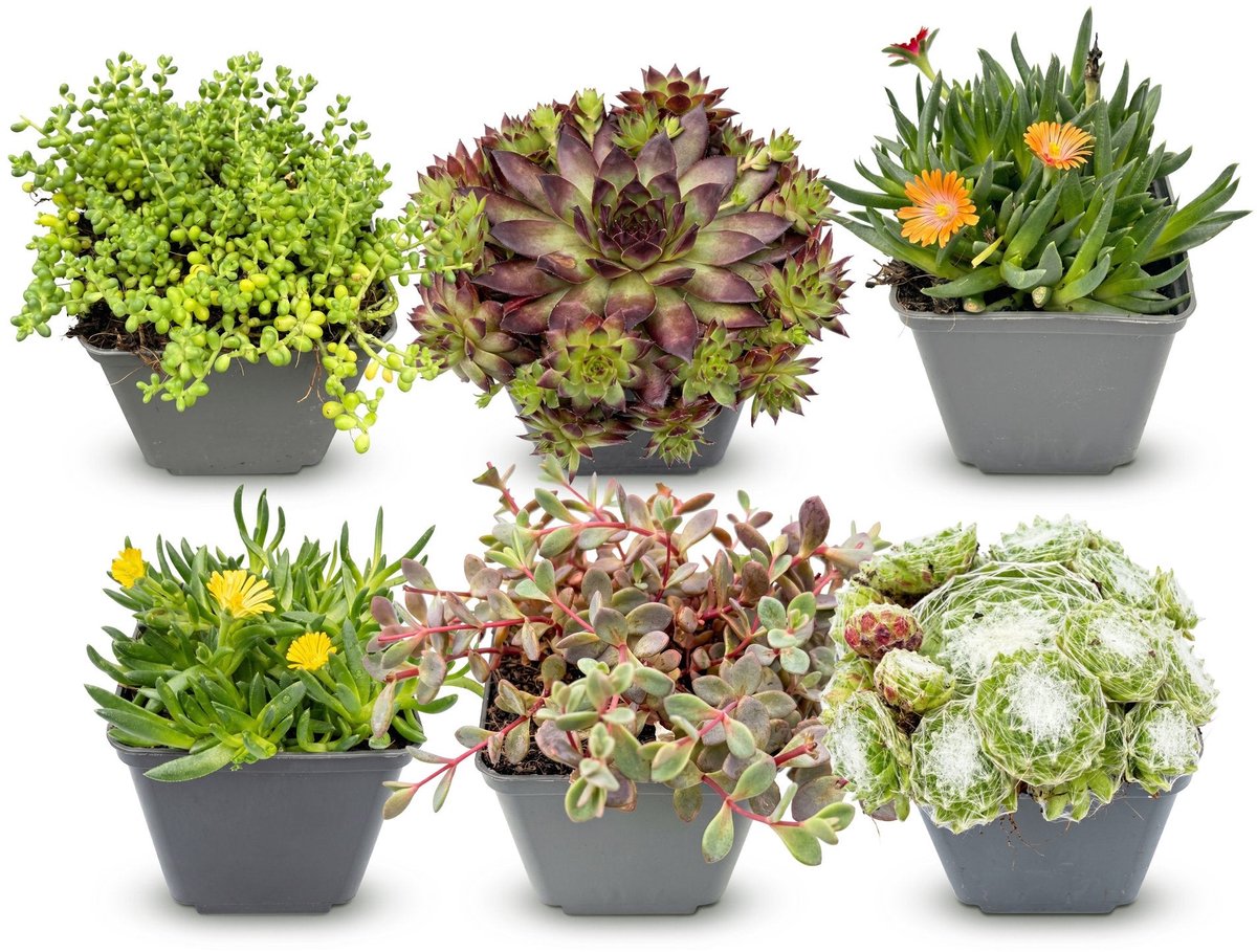 Green boutiQ - 6x Alpine mix - Alpiene mengsel - Diversen - Vaste plant - Ø7cm - 10-12cm