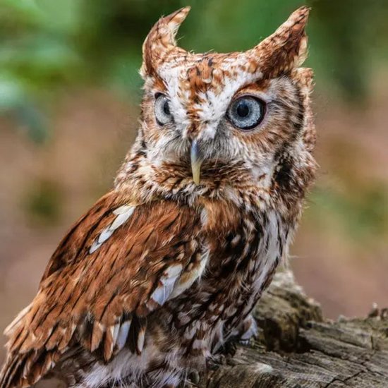 Roodbruine dwergooruil met kuifjes, grote blauwe ogen en bruin gevlekte veren.