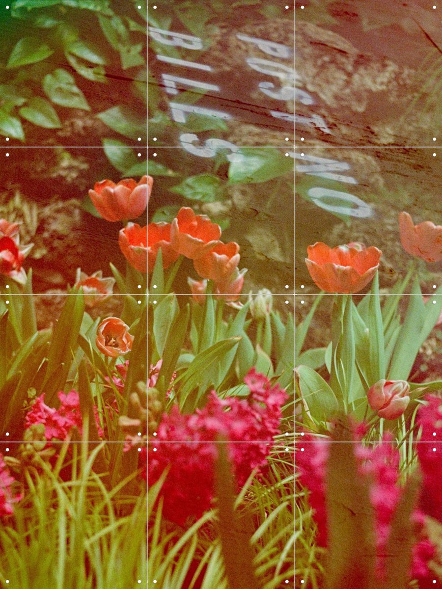 IXXI They Never Said Anything About Flowers, Amber Lauder - 60 x 80 cm - Gratis ophangtool - Grote wanddecoratie en posters - Gemengde Technieken