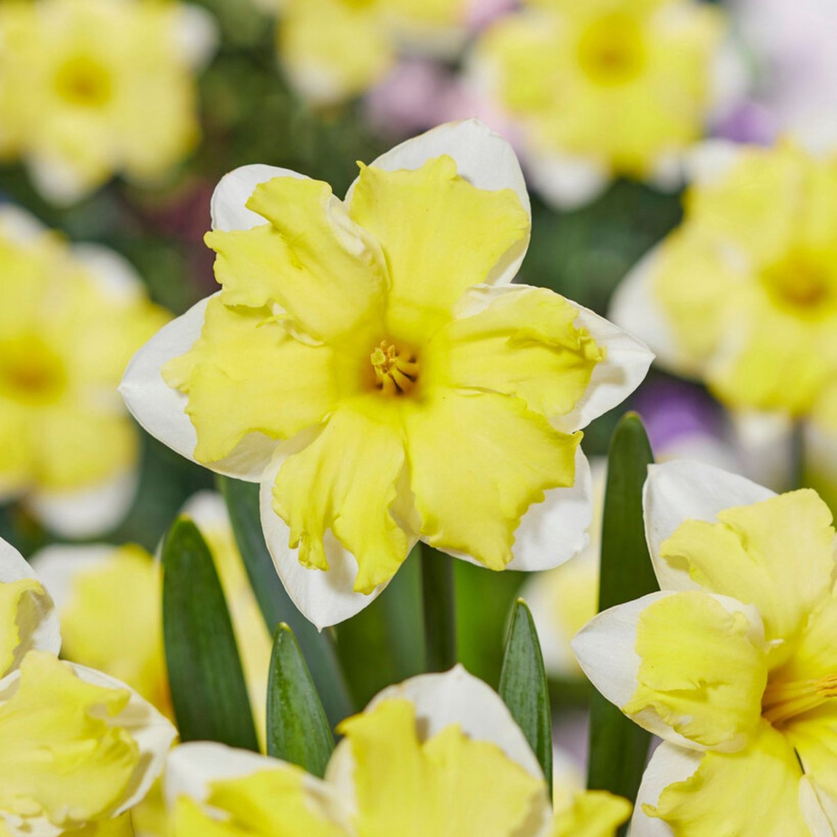 Narcis Cassata - Narcissus - Snijbloemen - Voorjaarsbollen - bloeit in Maart / April