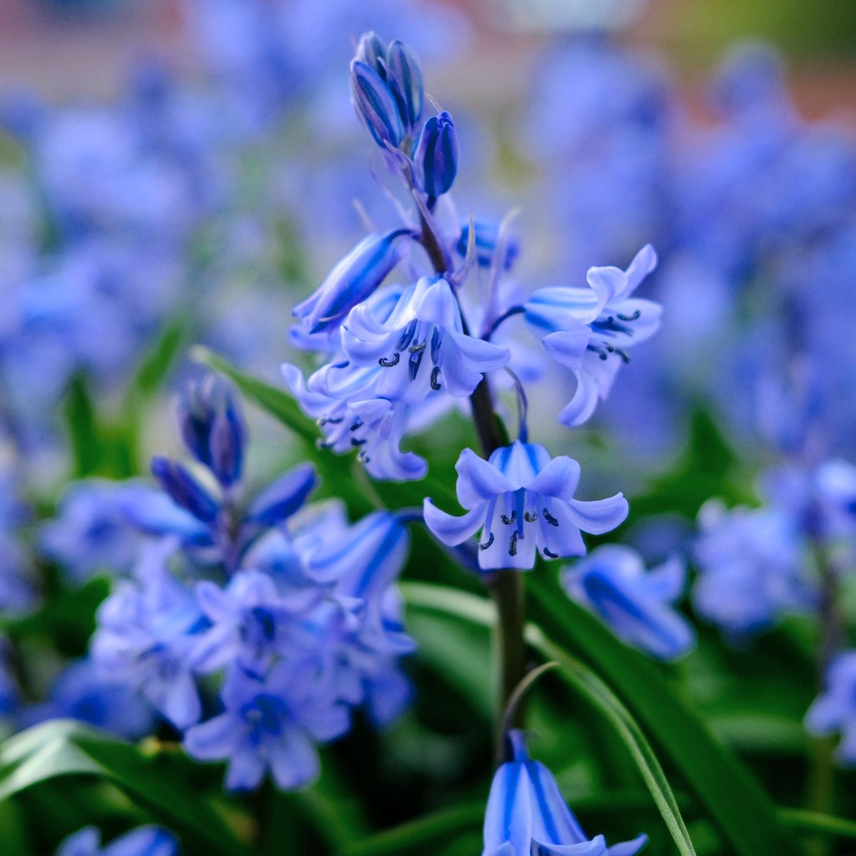 Spaanse boshyacinth Blue Bells - Scilla - Bijen-Vlinders - Snijbloemen - Voorjaarsbollen - bloeit in Mei / Juni