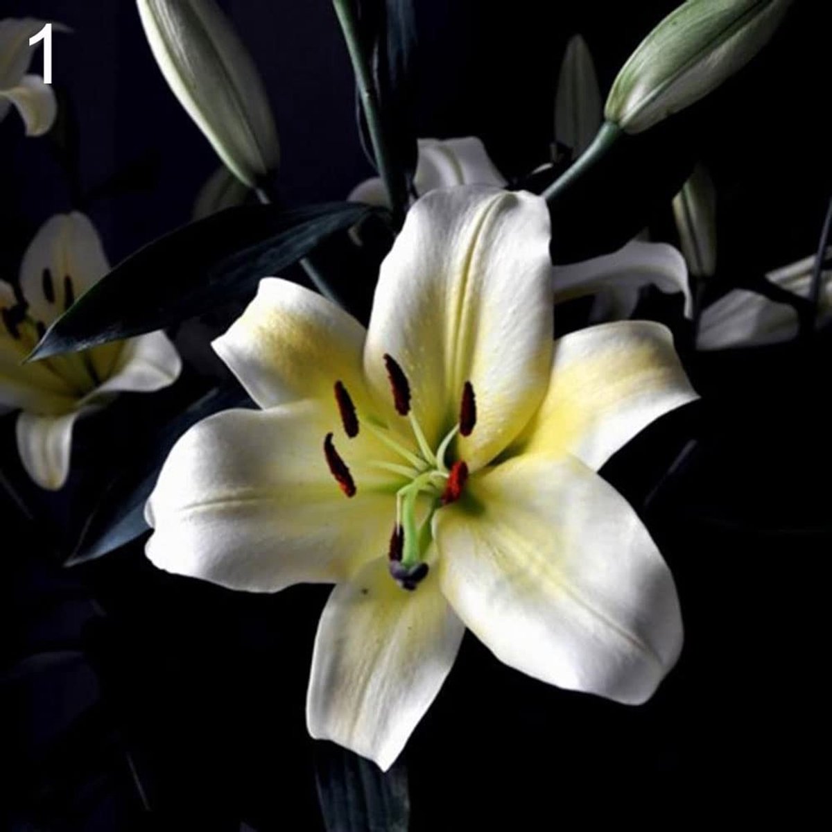 Elzusha - 200 Zaden van Bloemen voor Tuin en Balkon