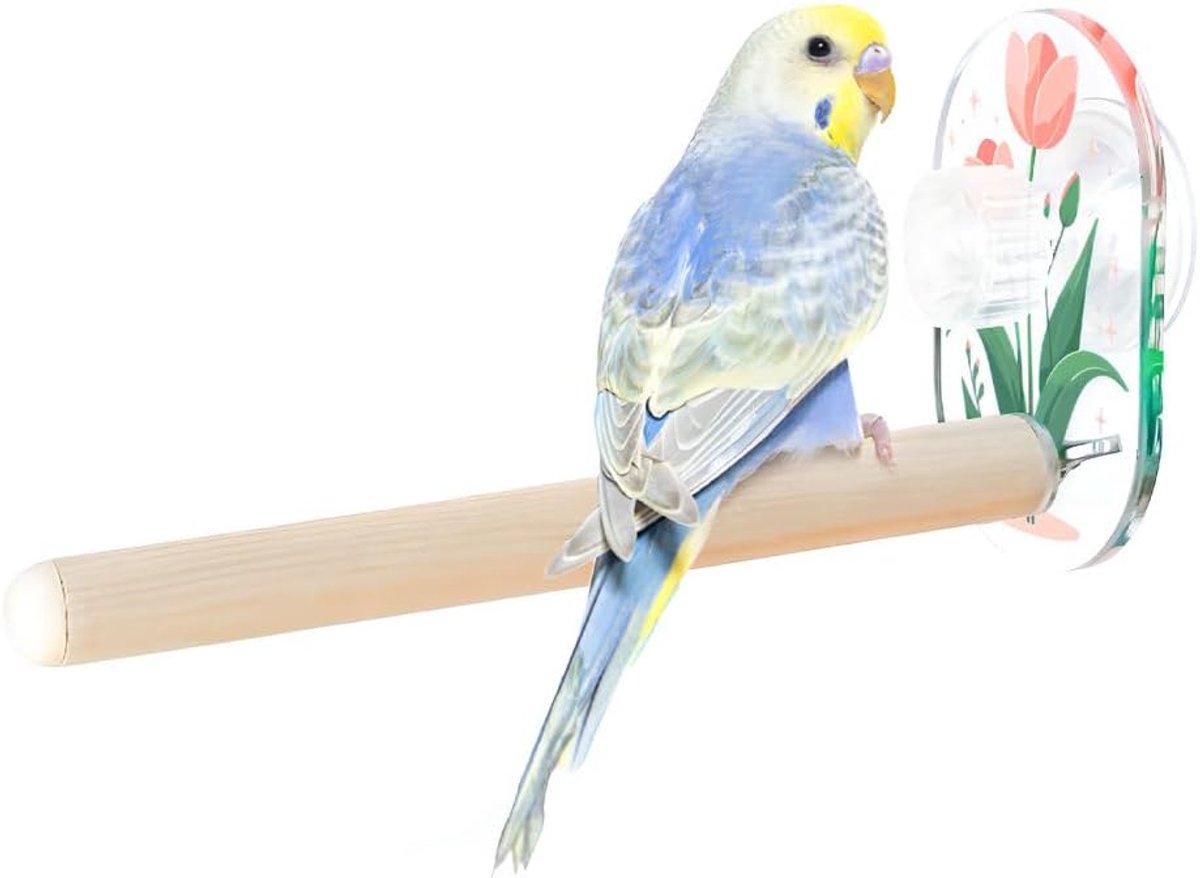 Speelgoed, houten zitstokken met zuignappen voor parkieten, valkparkieten, conures, grasparkieten, lovebirds en andere vogels
