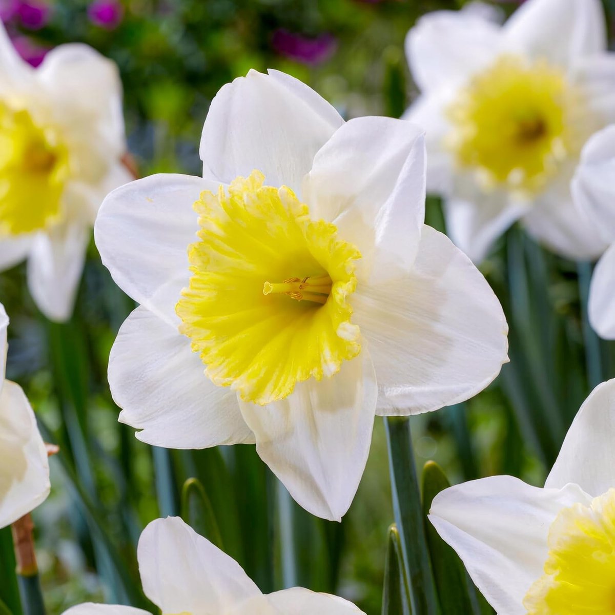 Narcissen Bloembollen Winterhard - Ice fFollies - 25 stuks - Wit - Bloem Bollen Mix - Paasbloemen Meerjarig