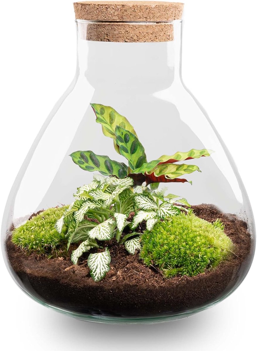 Terrarium 27 cm - Ecosysteem plant - Decoratief en onderhoudsvriendelijk - SnelShoppen
