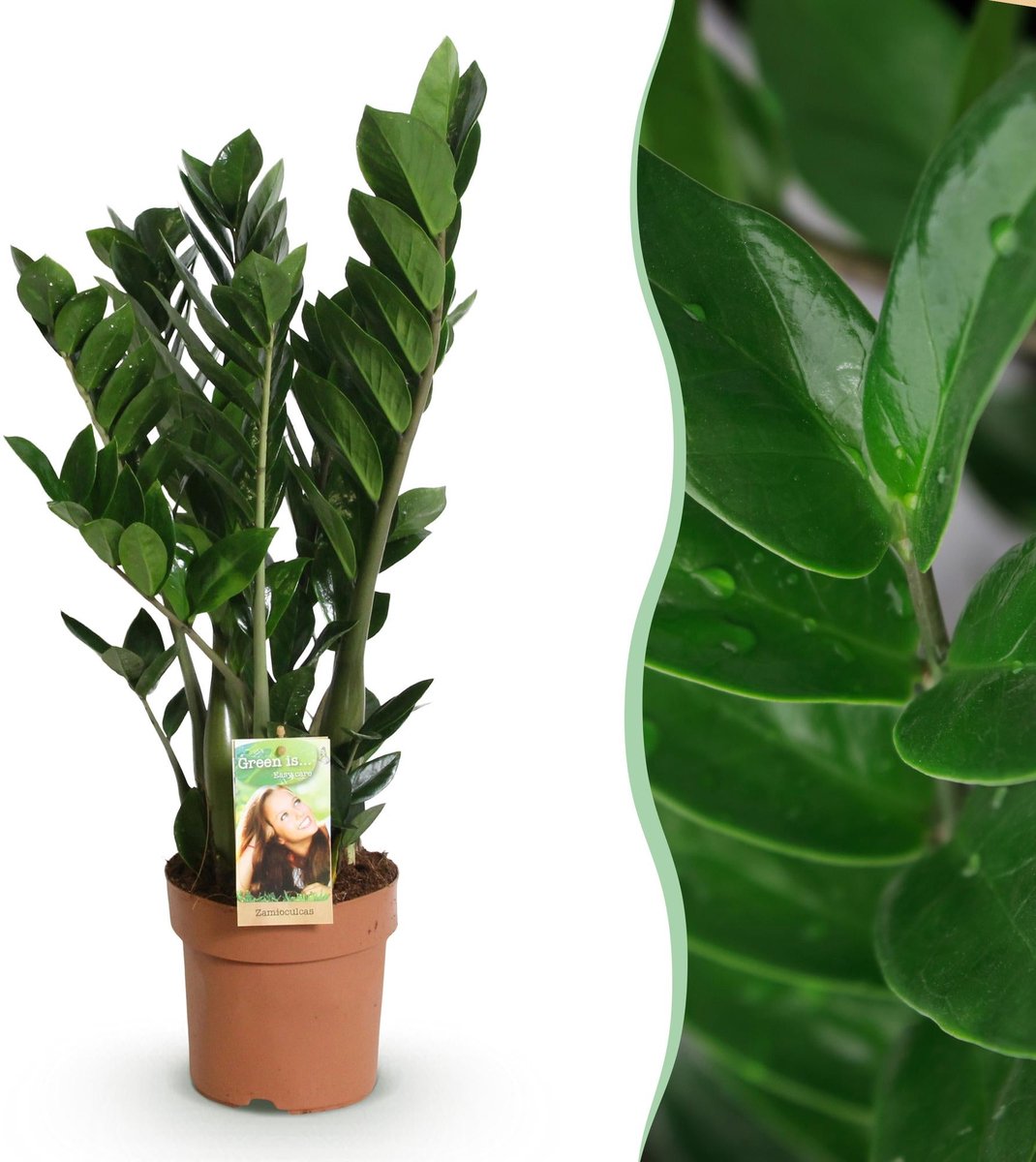 Green is... Kamerplanten - Zamioculcas - ZZ-plant - Weinig onderhoud - Groen - 1 Plant - Pot 17cm - Hoogte 65-75cm