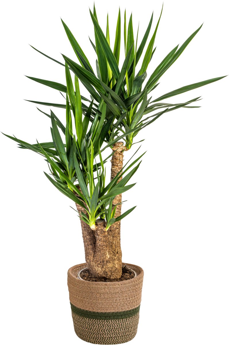 Yucca Elephantipes Vertakt met mand Ø24cm - 80-100cm