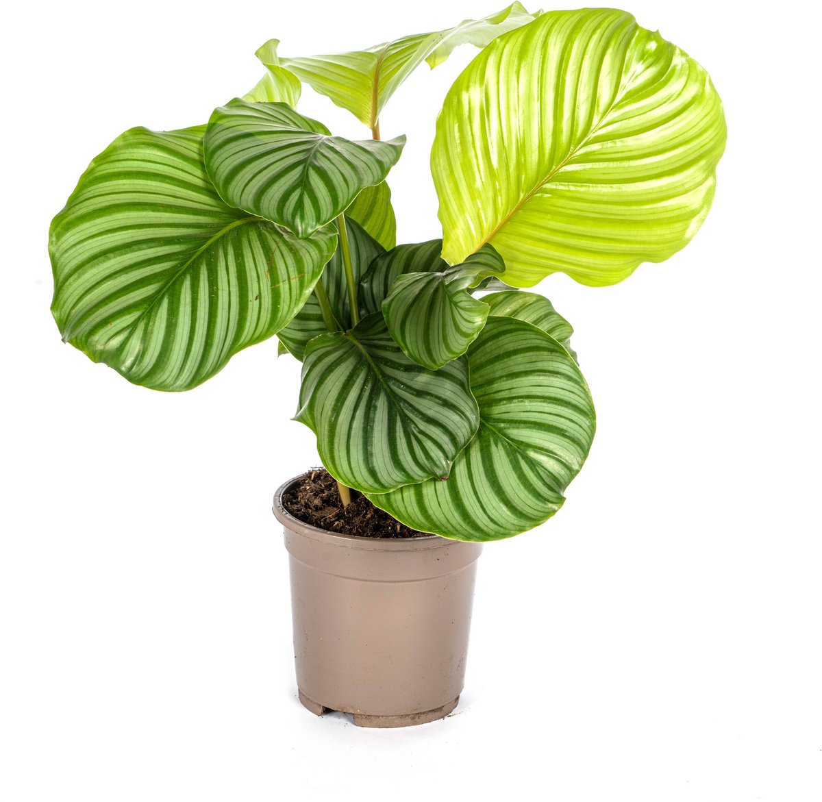 Calathea Orbifolia Ø17cm - 40 - 50cm