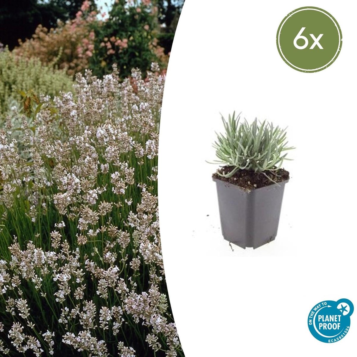 6x Lavandula int. 'Edelweiss' - 10-25cm - Ø9cm
