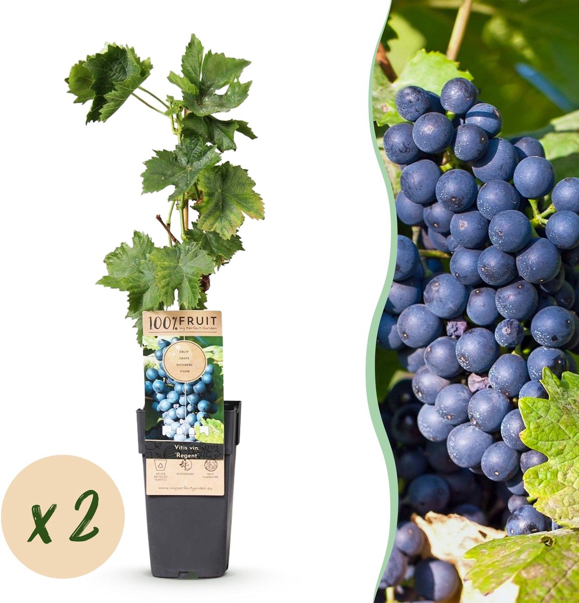Fruitplant - Vitis vinifera Regent - Druivenplant - Geent - Blauwe Druif - 2 Planten - Pot 15cm - Hoogte 50cm