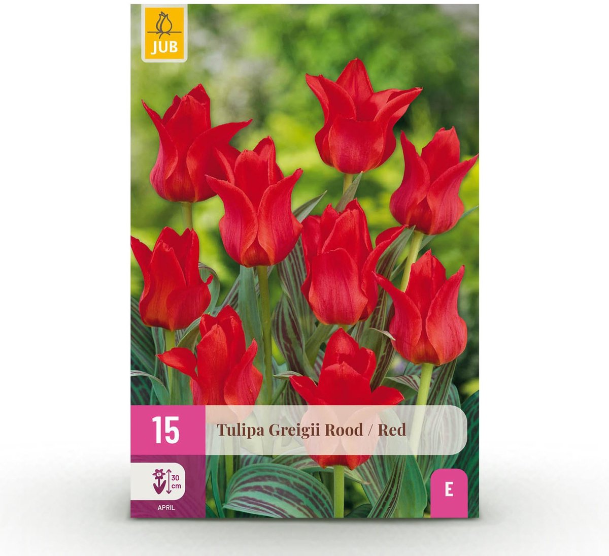 Bloembollen - Tulp Greigii Red - Kleur Rood - 15 stuks - Bolmaat 11/12 - XXL Pack