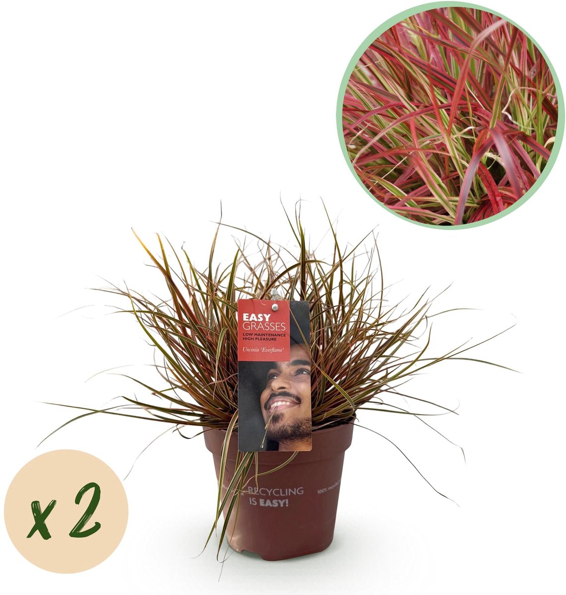 Siergrassen - Uncinia rubra Everflame - Rood - 2 Planten - Bladhoudend - Weinig Onderhoud - Pot 17cm Hoogte 50cm