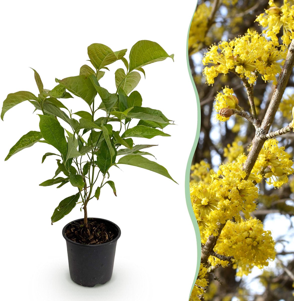 Tuinplant - Cornus mas - Bloem Geel - 1 Plant - Bladverliezend - Weinig Onderhoud - Pot 12cm Hoogte 35cm