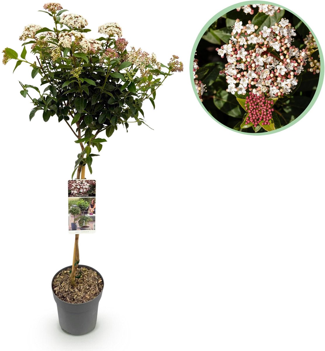 Plant op Stam - Viburnum tinus - Terras Plant - Bladhoudend - Winterhard - Wit-Roze Bloem - Pot 19cm Hoogte 90cm