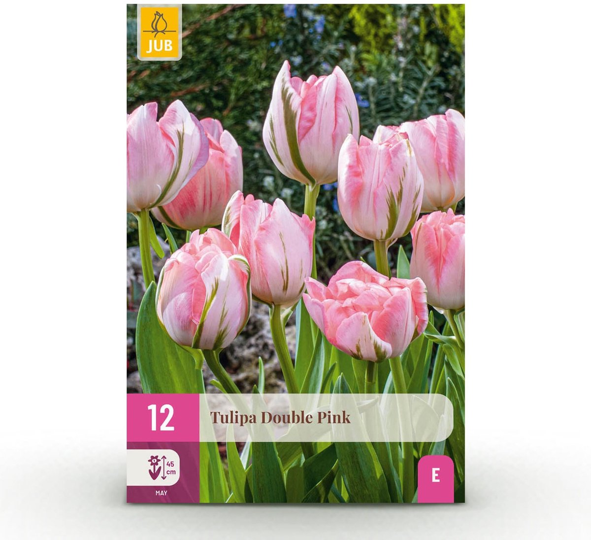 Bloembollen - Tulp Double Pink - Kleur Roze - 12 stuks - Bolmaat 11/12 - XXL Pack