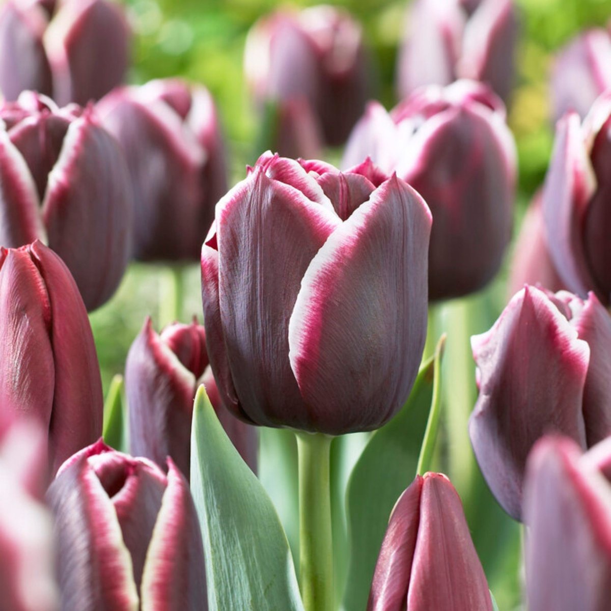 Tulp Jackpot - Tulipa - Snijbloemen - Voorjaarsbollen - bloeit in April / Mei