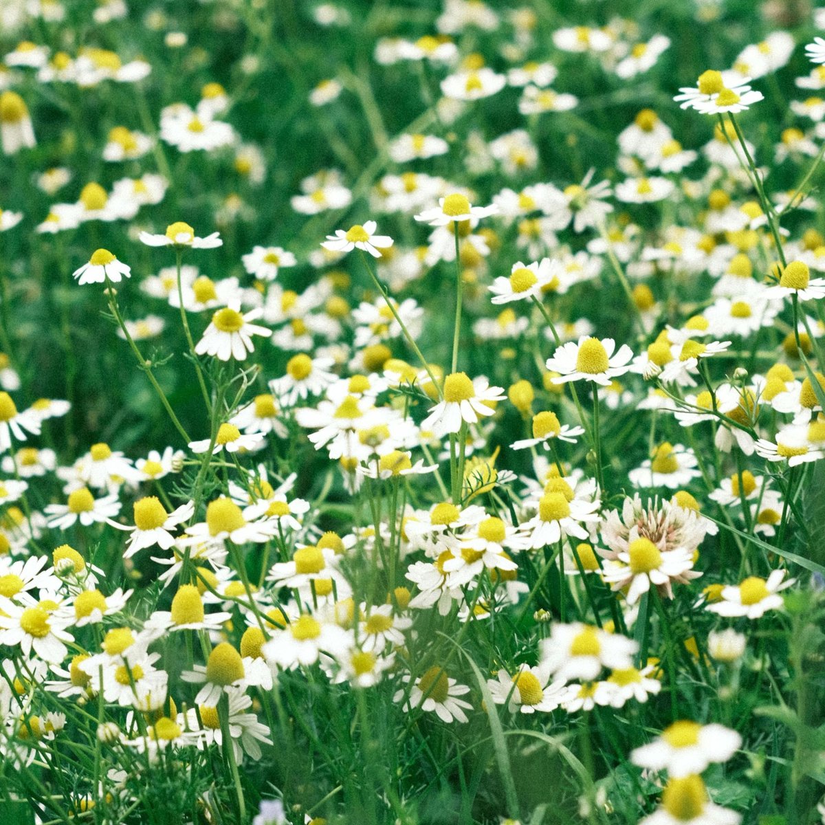 Sluis Garden - Echte Kamille Biologisch (Matricaria recutita)