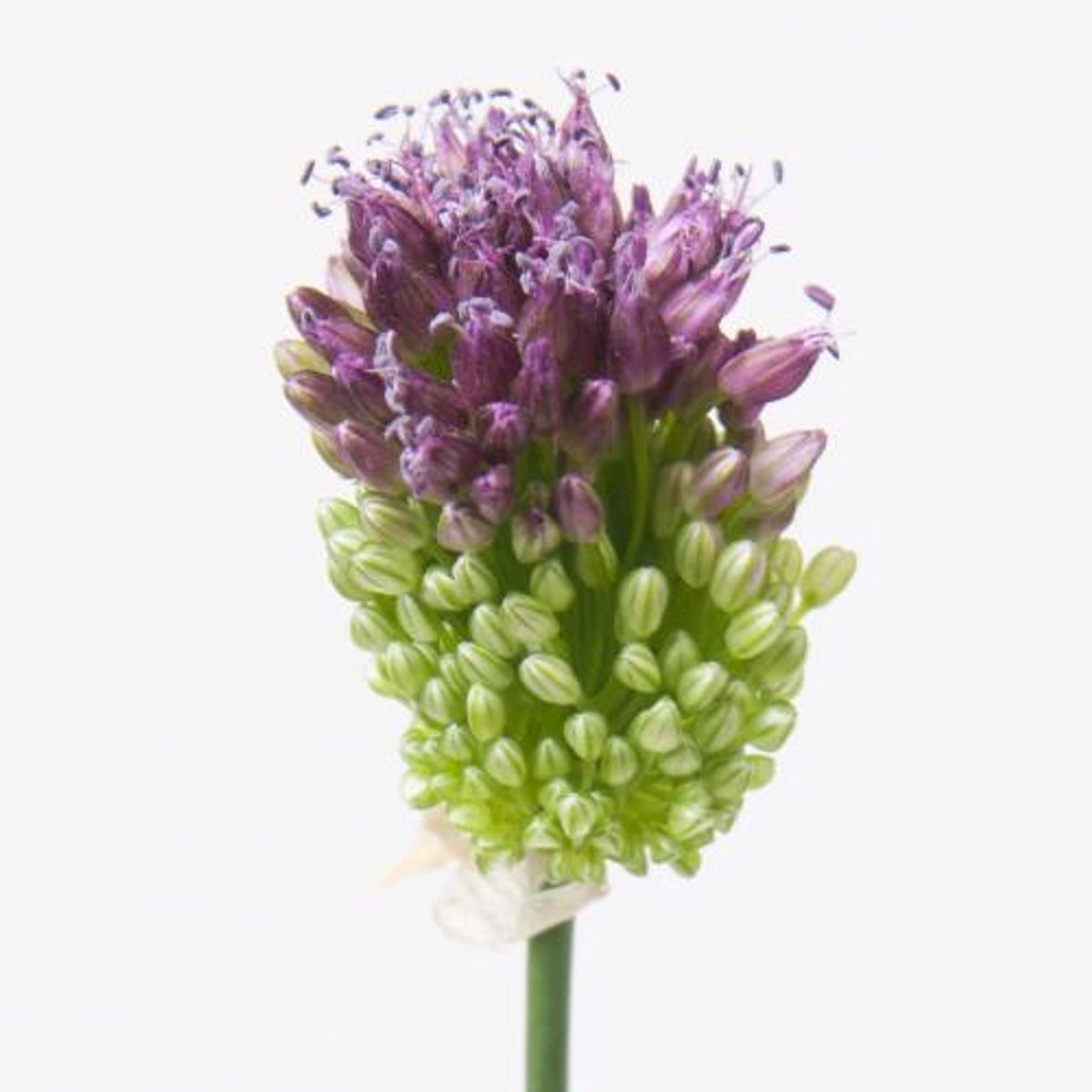 10x Allium sphaer.(kogel) 70cm