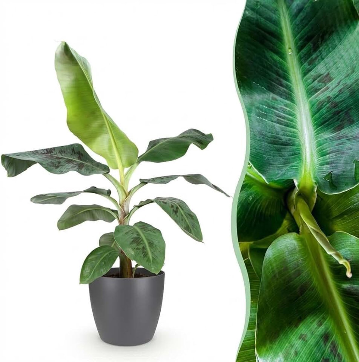 Acuminata Dwarf Cavendisch - Bananenplant - Weinig onderhoud - Groen - met Potter Grijs - 70-75cm - Ø21cm - Kamerplant - Arrangement - Plant met pot