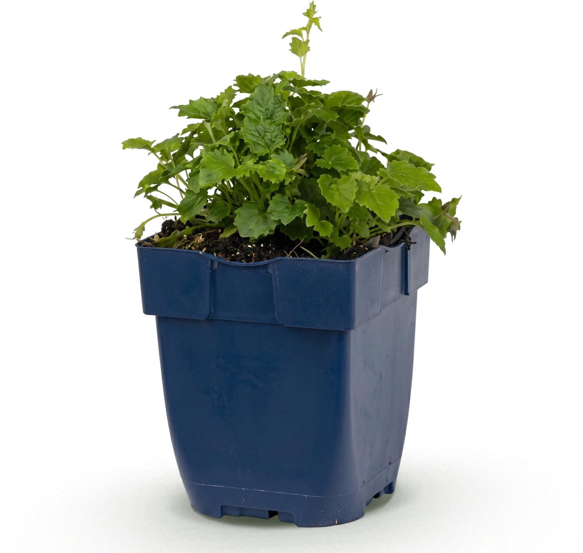Plantenboetiek.nl | Campanula posch. Lisduggan Variety - Perzikbladklokje - Bodembedekkend - Wit - Ø11cm - 15-25cm hoog - Tuinplant