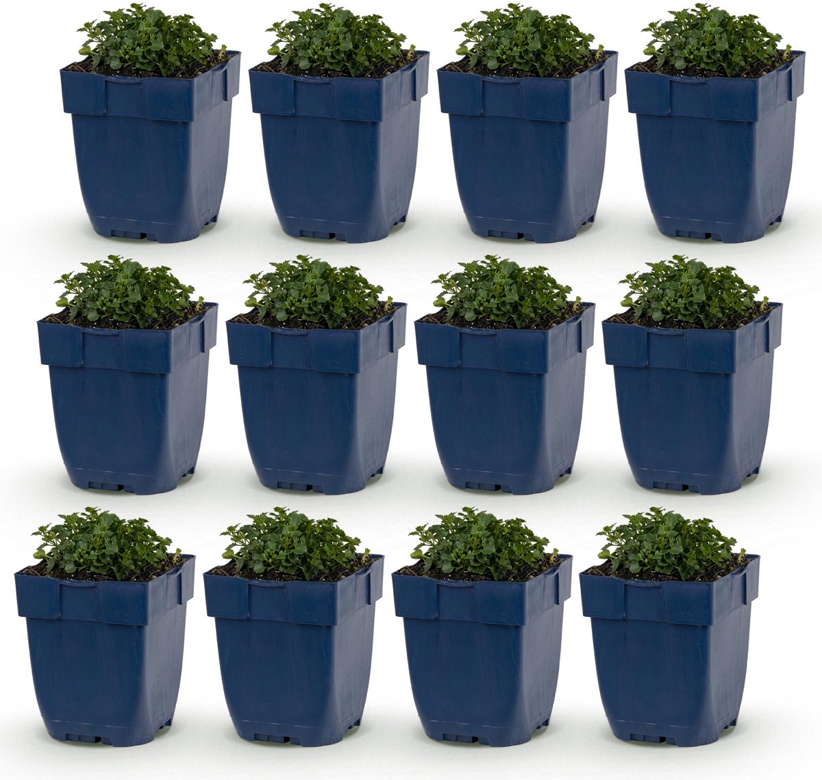 Plantenboetiek.nl | Campanula portenschlagiana - Perzikbladklokje - Bodembedekkend - Roze - 12 Planten - Ø11cm - 15-25cm hoog - Tuinplant