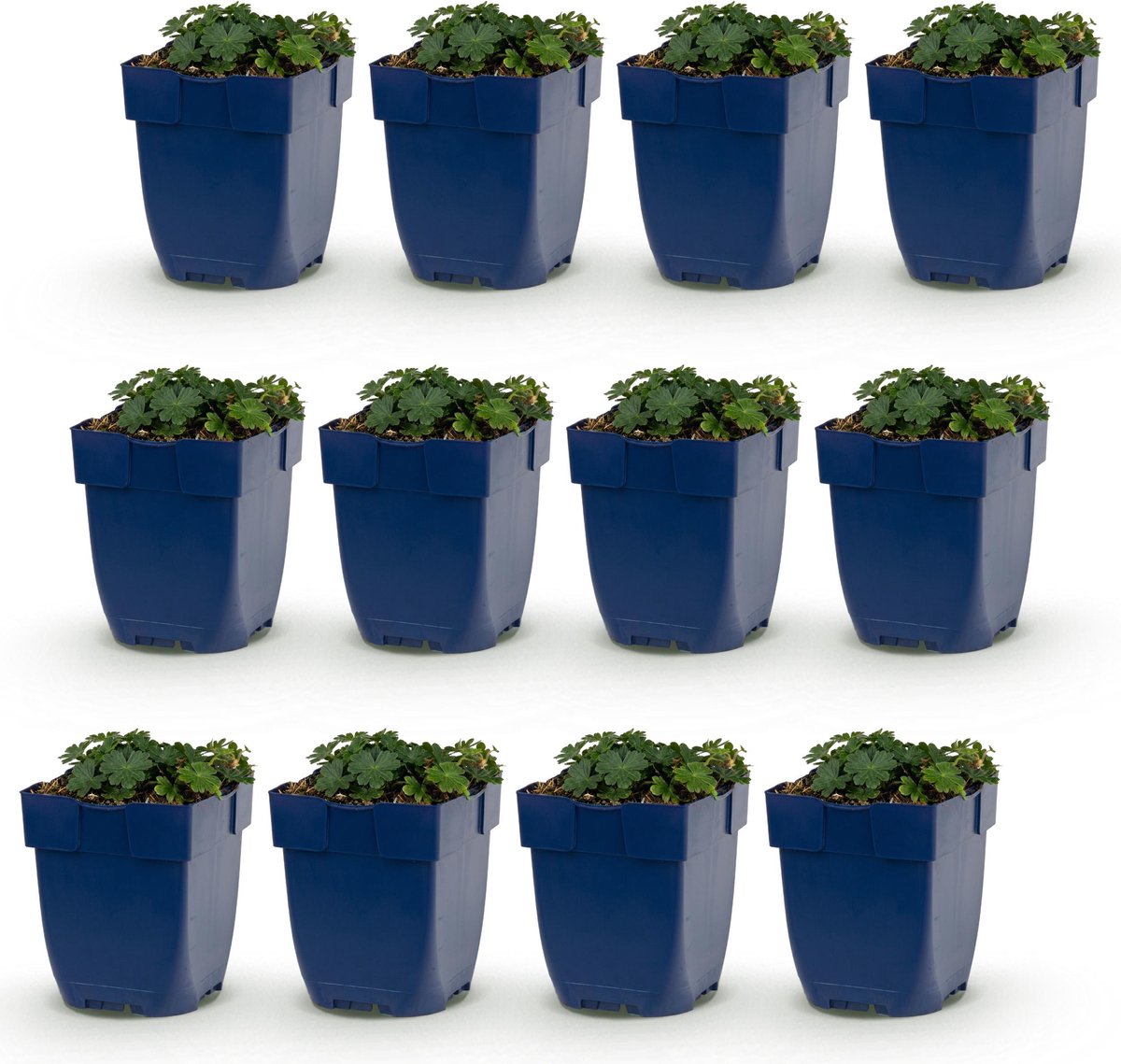 Plantenboetiek.nl | Geranium sang. Max Frei - Ooievaarsbek - Bodembedekkend - Roze - 12 Planten - Ø11cm - 15-25cm hoog - Tuinplant