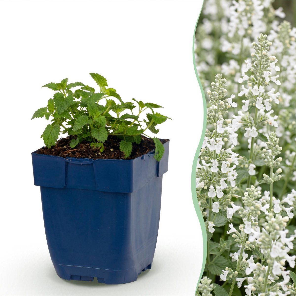 Plantenboetiek.nl | Nepeta faassenii Snowflake - Kattenkruid - Bijen en Vlinderlokkers - Wit - 12 Planten - Ø11cm - 15-25cm hoog - Tuinplant