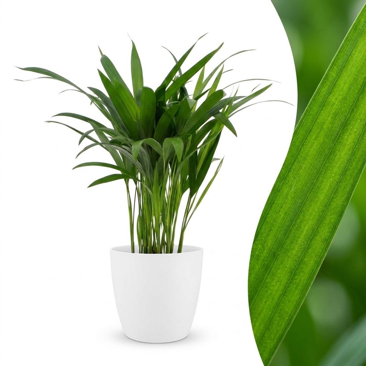 Plantenboetiek.nl | Areca Lutescens - Goudpalm - met Potter Wit - Ø12cm - 35-45cm hoog