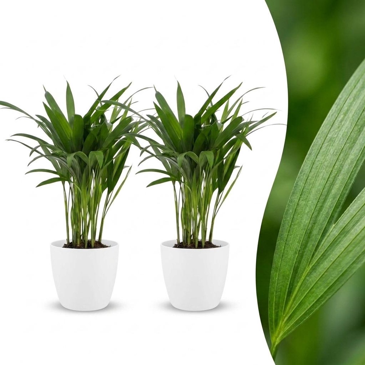 Plantenboetiek.nl | Areca Lutescens - Goudpalm - 2 Planten - met Potter Wit - Ø12cm - 35-45cm hoog