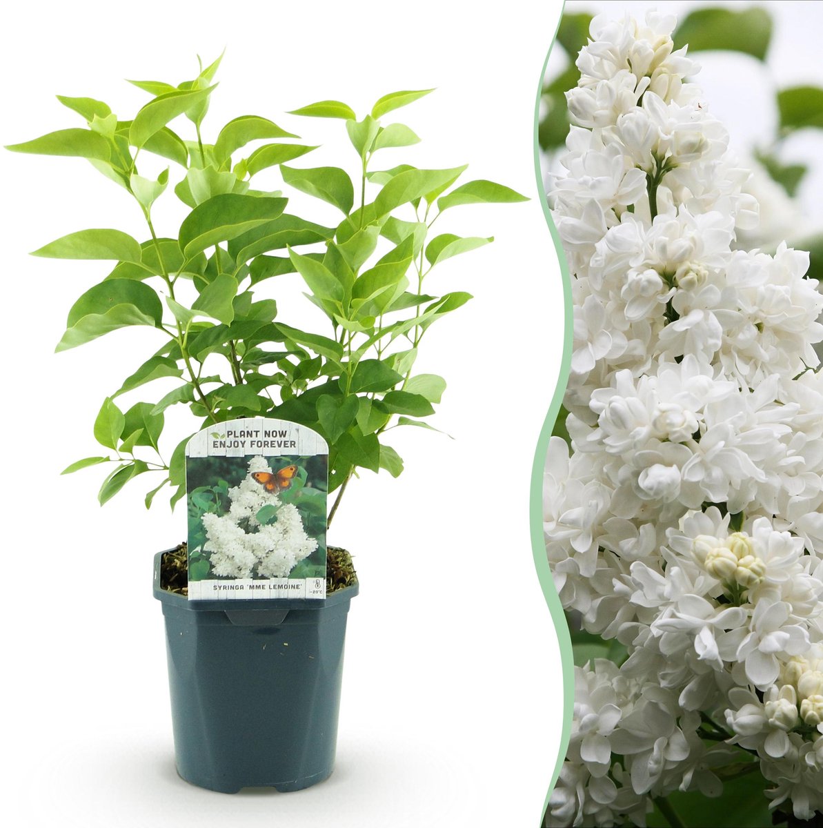 Plantenboetiek.nl | Syringa vulgaris mme Lemoine - Gewone Sering - Winterhard - Wit - Ø17cm - 35-45cm hoog - Tuinplant