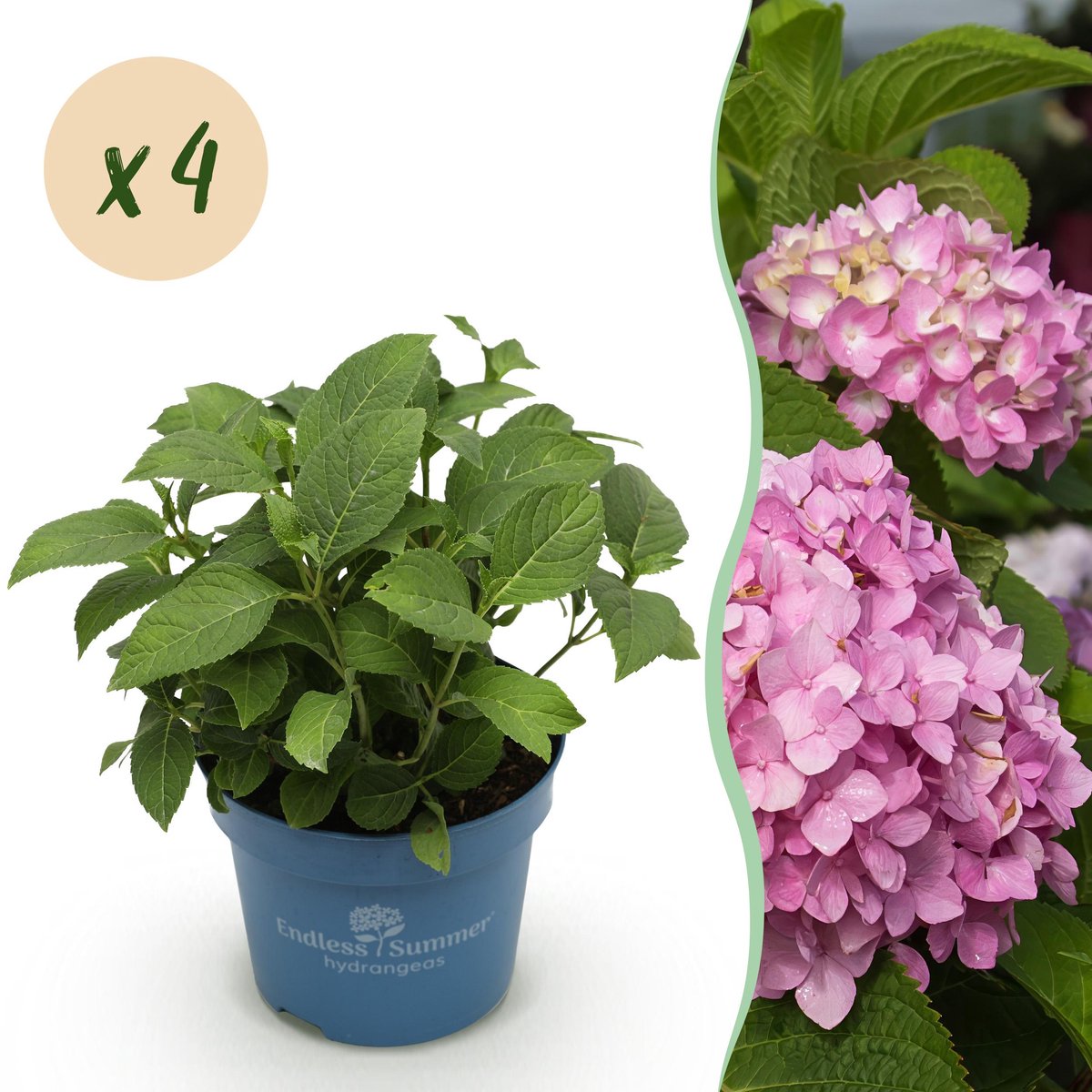 Plantenboetiek.nl | Hydrangea Endles Summer The Original Pink - Hortensia - Winterhard - Roze - 4 Planten - Ø14cm - 20-25cm hoog - Tuinplant