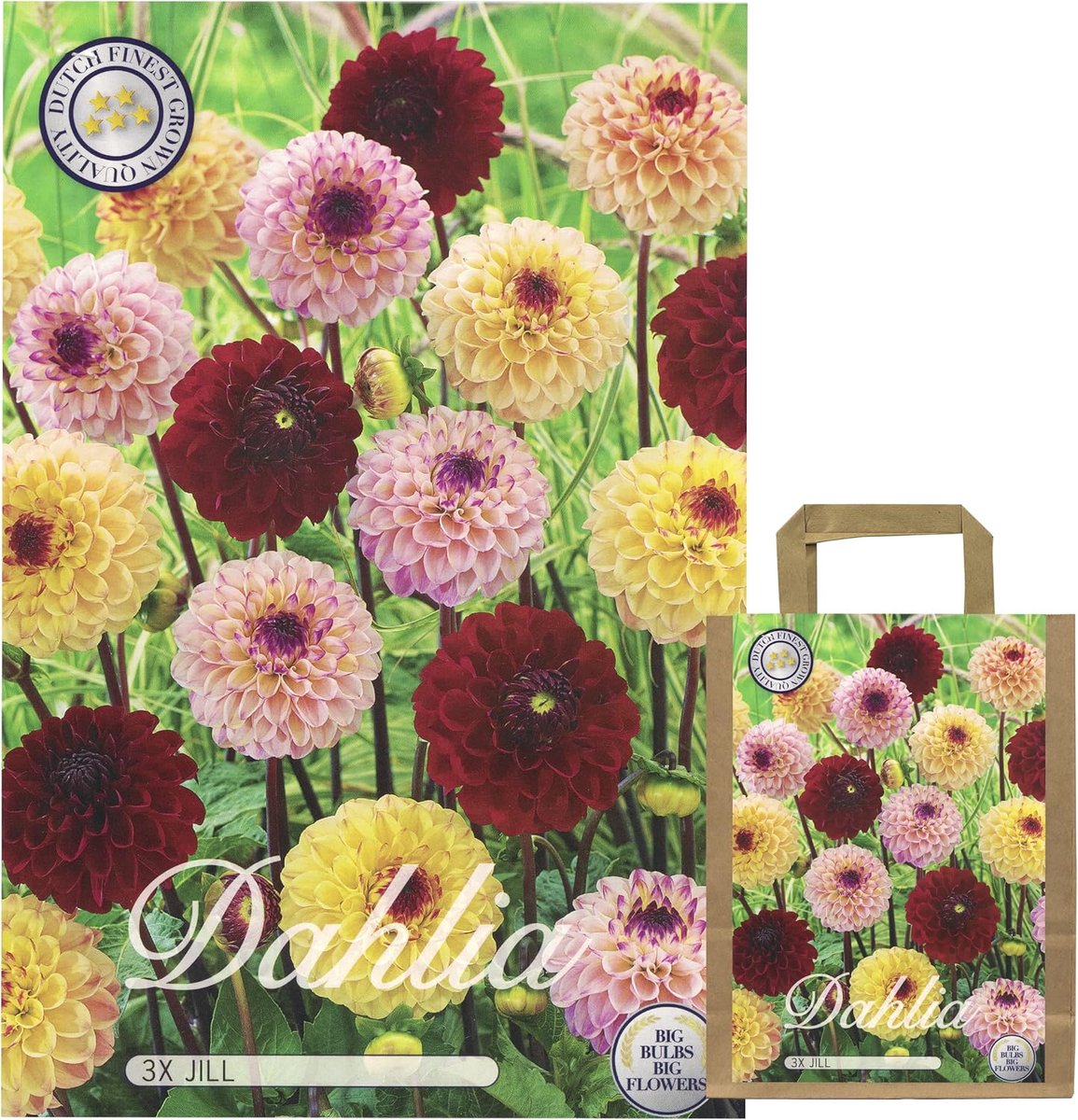 SnelShoppen - Dahlia Tuber Mix - Kleurige Bloembollen voor Zomer - Perennial Bloemen voor Tuin of Balkon - 3x Dahlia-Jill